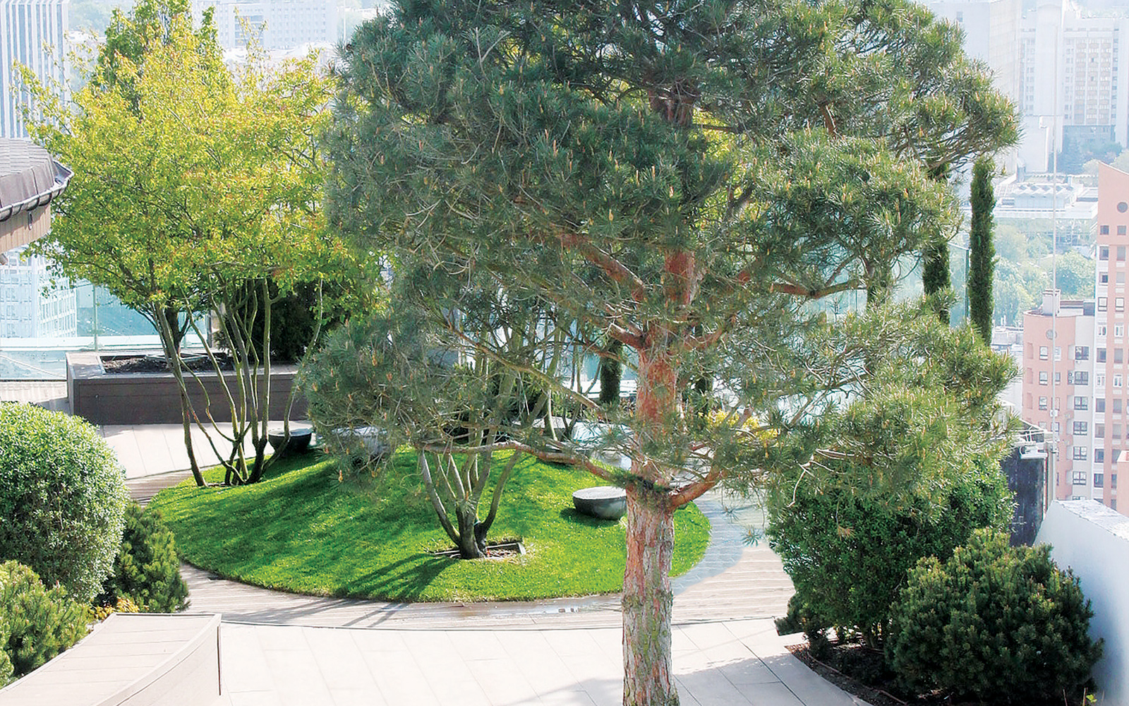 The garden centrepiece, a pine over 7 m tall and weighing 5 t. Roof garden with tall pine tree